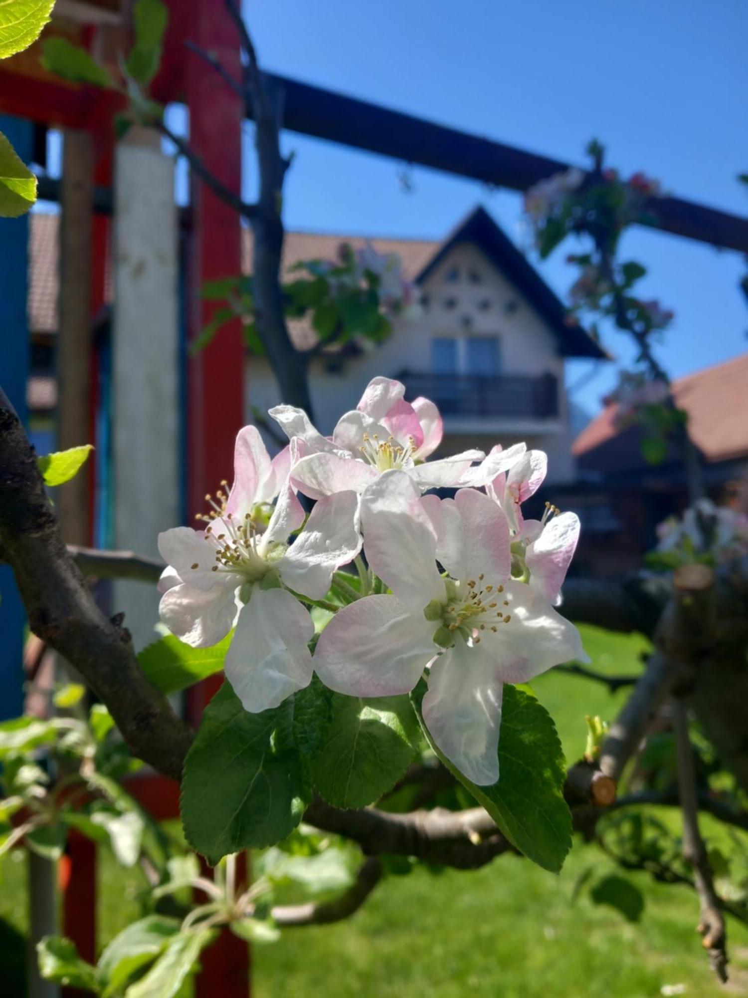 Ferienwohnung Edelweiss Ilinca Zărneşti Exterior foto